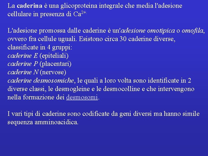 La caderina è una glicoproteina integrale che media l'adesione cellulare in presenza di Ca