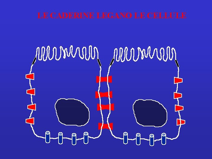 LE CADERINE LEGANO LE CELLULE 