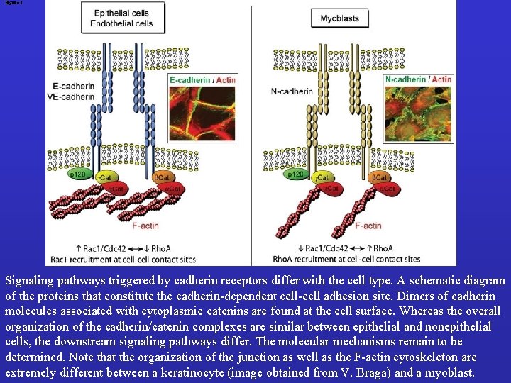 Figure 1 Signaling pathways triggered by cadherin receptors differ with the cell type. A