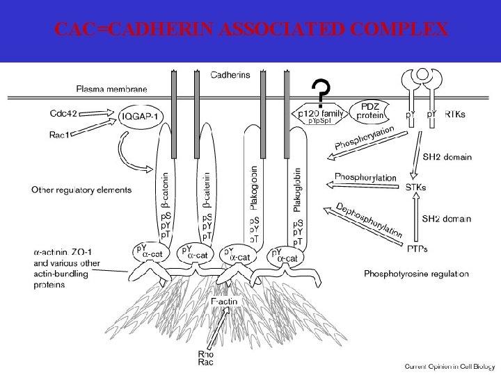 CAC=CADHERIN ASSOCIATED COMPLEX 