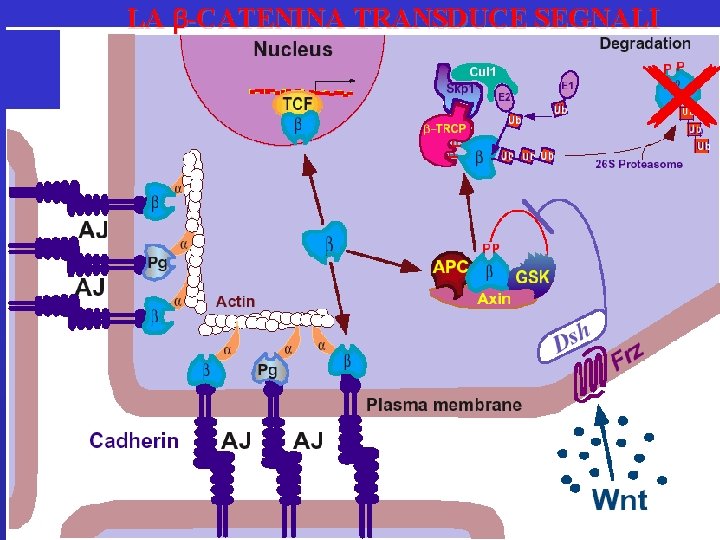 LA b-CATENINA TRANSDUCE SEGNALI 