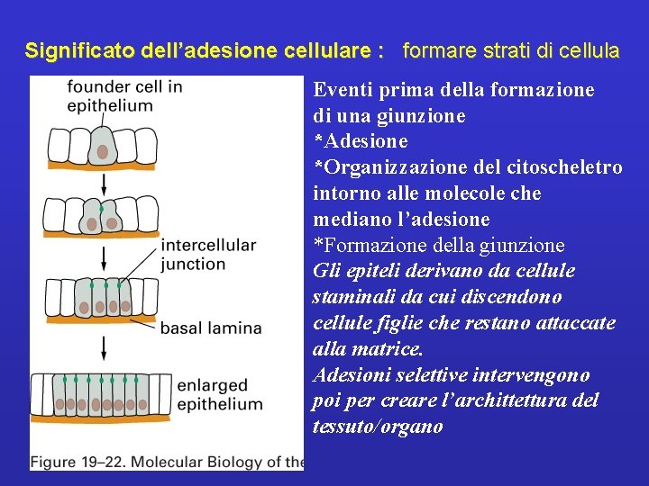 Significato dell’adesione cellulare : formare strati di cellula Eventi prima della formazione di una