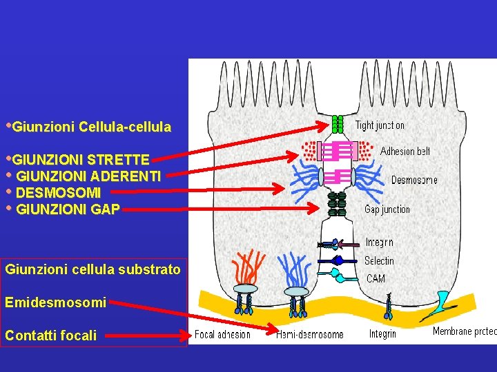  • Giunzioni Cellula-cellula • GIUNZIONI STRETTE • GIUNZIONI ADERENTI • DESMOSOMI • GIUNZIONI