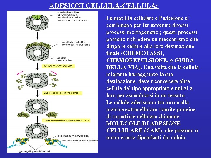 ADESIONI CELLULA-CELLULA: La motilità cellulare e l’adesione si combinano per far avvenire diversi processi