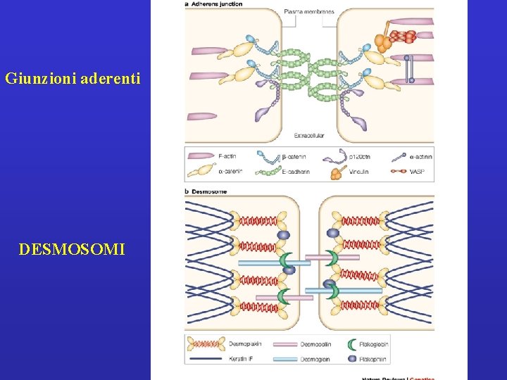 Giunzioni aderenti DESMOSOMI 