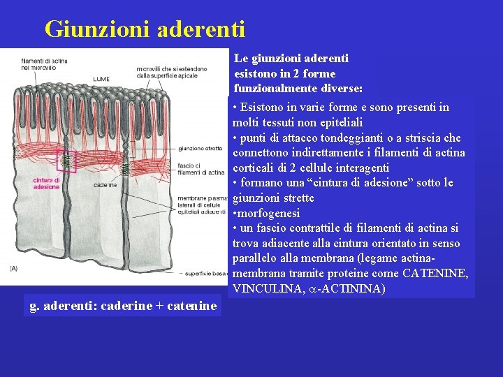 Giunzioni aderenti Le giunzioni aderenti esistono in 2 forme funzionalmente diverse: • Esistono in