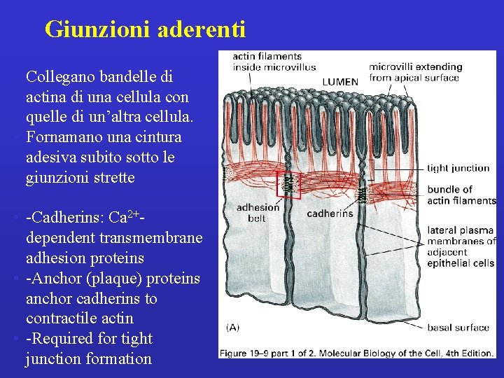 Giunzioni aderenti • Collegano bandelle di actina di una cellula con quelle di un’altra