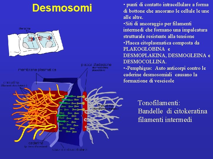 Desmosomi • punti di contatto intracellulare a forma di bottone che ancorano le cellule