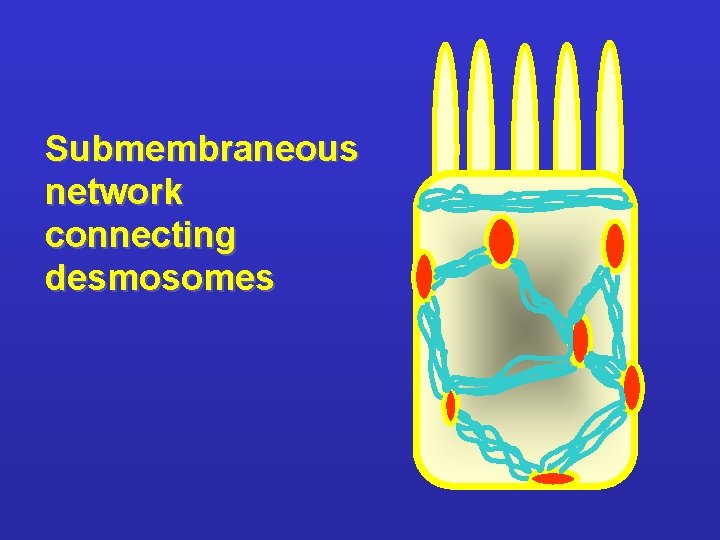 Submembraneous network connecting desmosomes 