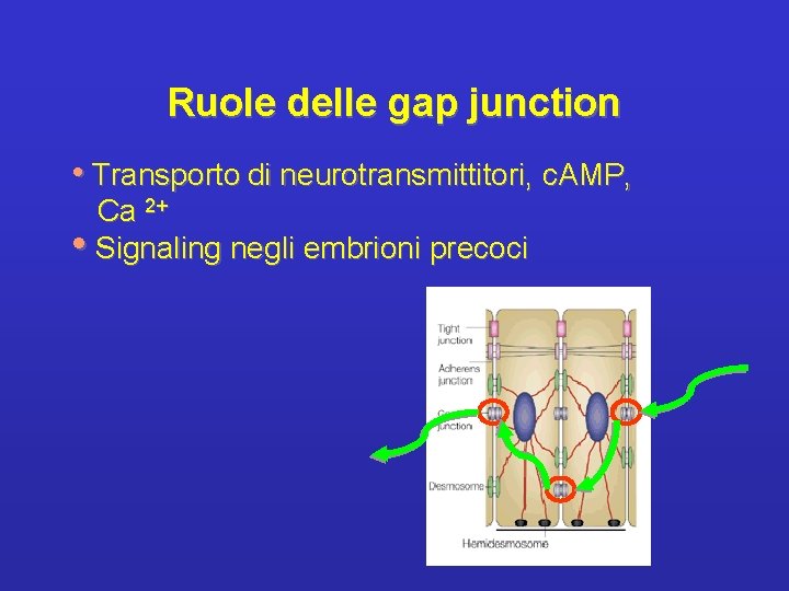 Ruole delle gap junction • Transporto di neurotransmittitori, c. AMP, Ca 2+ • Signaling