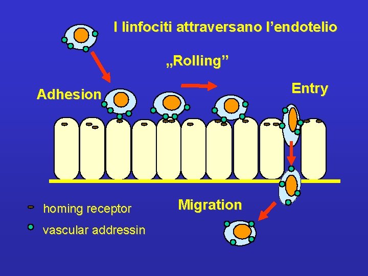 I linfociti attraversano l’endotelio „Rolling” Entry Adhesion homing receptor vascular addressin Migration 