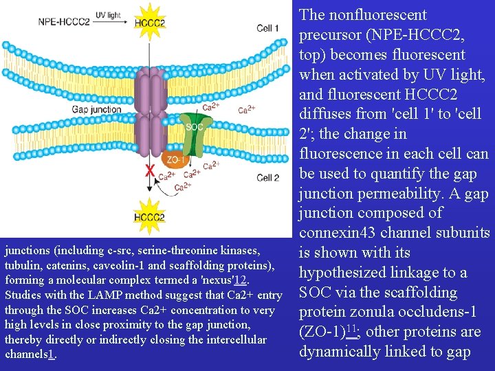 junctions (including c-src, serine-threonine kinases, tubulin, catenins, caveolin-1 and scaffolding proteins), forming a molecular