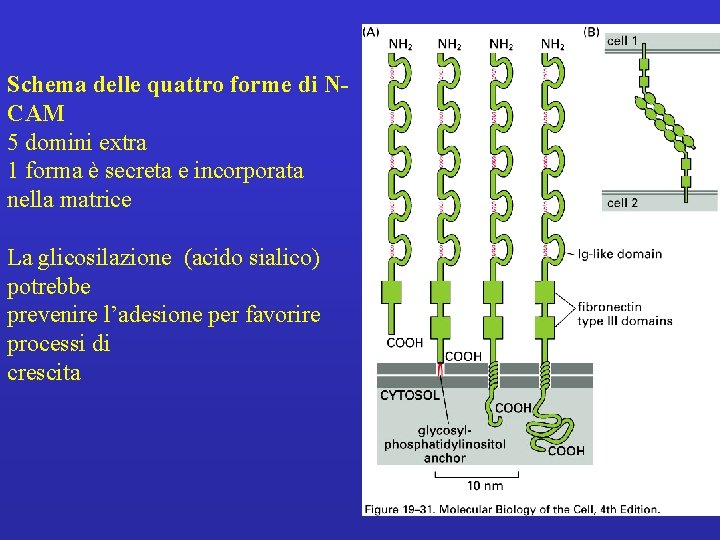 Schema delle quattro forme di NCAM 5 domini extra 1 forma è secreta e