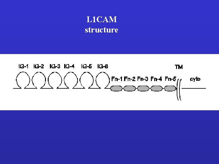 L 1 CAM structure 