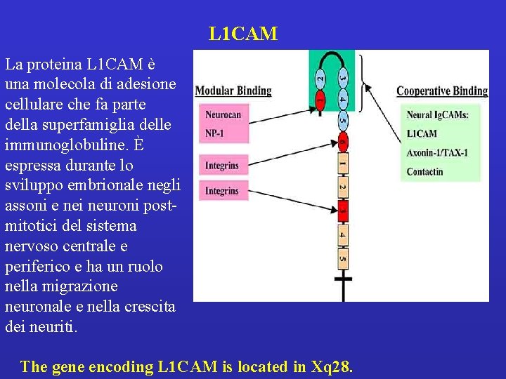 L 1 CAM La proteina L 1 CAM è una molecola di adesione cellulare