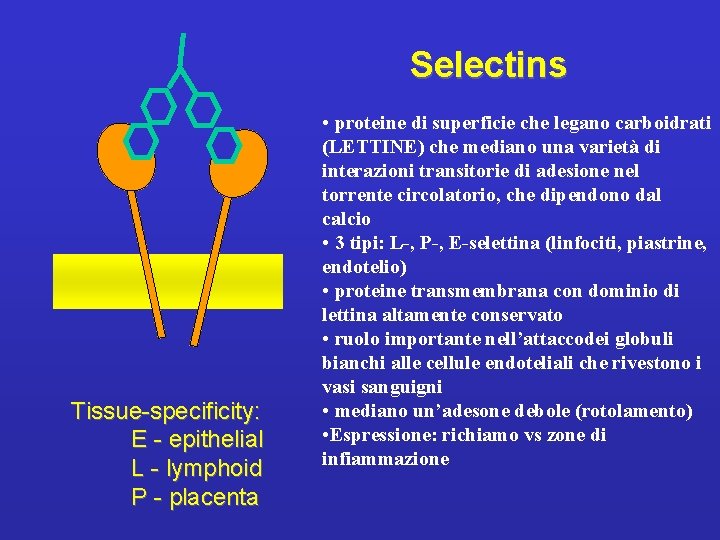 Selectins Tissue-specificity: E - epithelial L - lymphoid P - placenta • proteine di