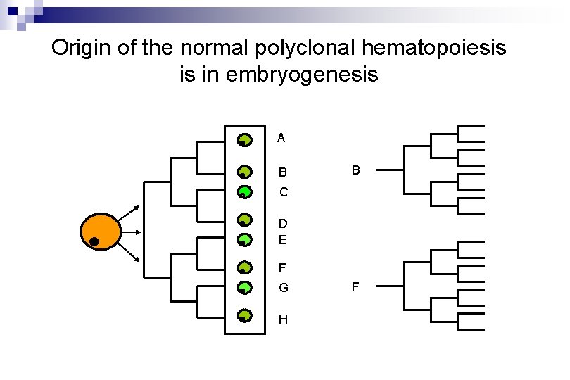 Origin of the normal polyclonal hematopoiesis is in embryogenesis A B B C D Origin of the normal polyclonal hematopoiesis is in embryogenesis A B B C D
