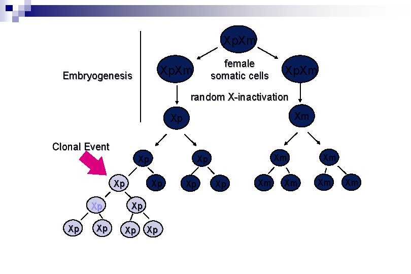 Xp. Xm female somatic cells Xp. Xm Embryogenesis Xp. Xm random X-inactivation Xm Xp