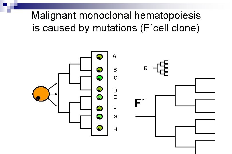 Malignant monoclonal hematopoiesis is caused by mutations (F´cell clone) A B B C D