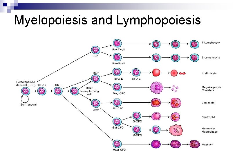 Myelopoiesis and Lymphopoiesis 