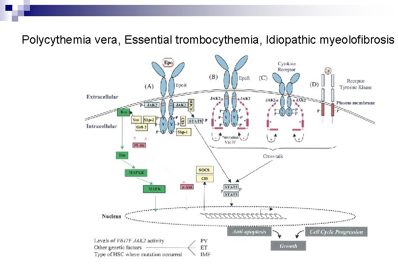 Polycythemia vera, Essential trombocythemia, Idiopathic myeolofibrosis 