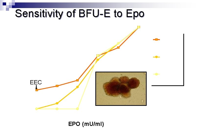 Sensitivity of BFU-E to Epo 100% PV (EEC) 75% PFCP 50% Normal EEC 25%