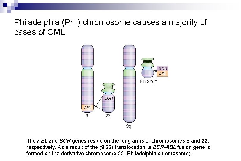 Philadelphia (Ph-) chromosome causes a majority of cases of CML The ABL and BCR Philadelphia (Ph-) chromosome causes a majority of cases of CML The ABL and BCR