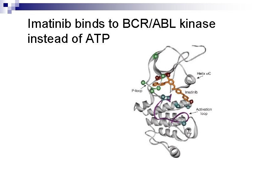 Imatinib binds to BCR/ABL kinase instead of ATP Imatinib binds to BCR/ABL kinase instead of ATP