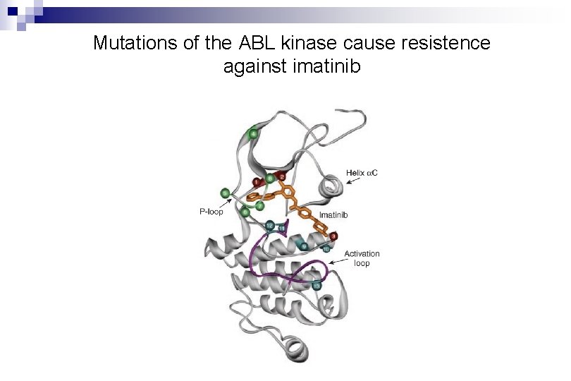 Mutations of the ABL kinase cause resistence against imatinib Mutations of the ABL kinase cause resistence against imatinib