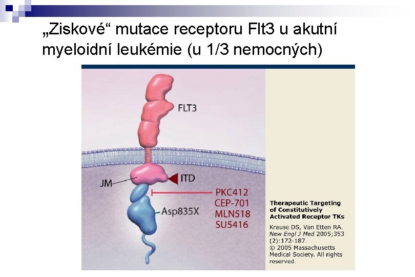 „Ziskové“ mutace receptoru Flt 3 u akutní myeloidní leukémie (u 1/3 nemocných) 