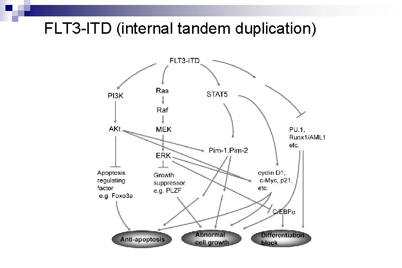 FLT 3 -ITD (internal tandem duplication) 