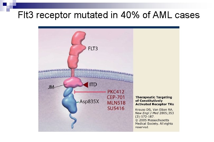 Flt 3 receptor mutated in 40% of AML cases 