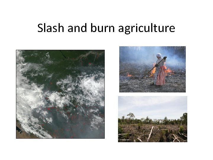 Slash and burn agriculture 