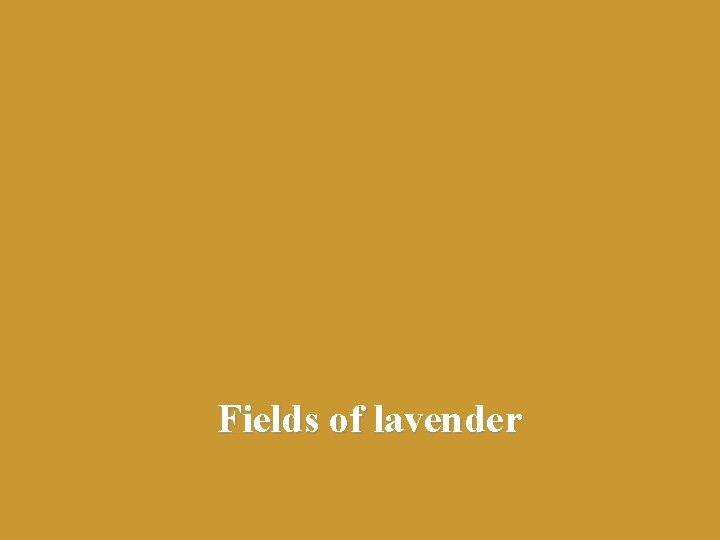 Fields of lavender 