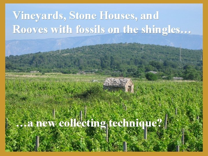 Vineyards, Stone Houses, and Rooves with fossils on the shingles… …a new collecting technique?