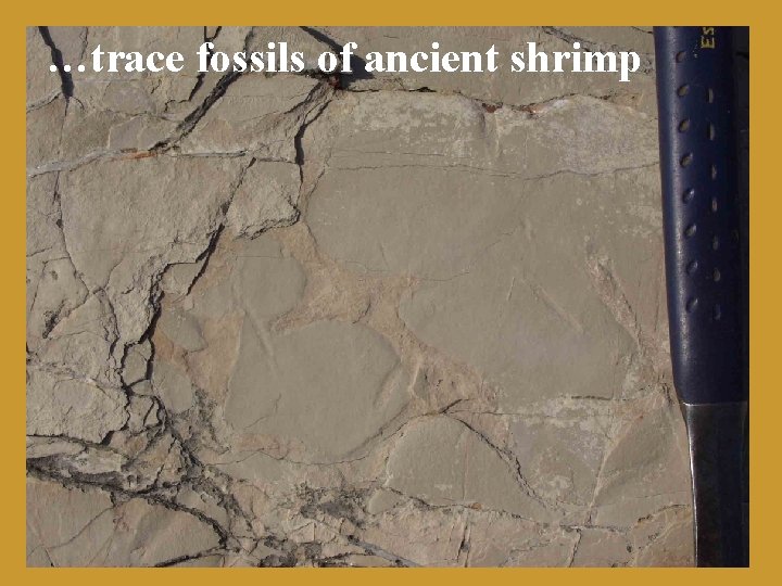 …trace fossils of ancient shrimp 