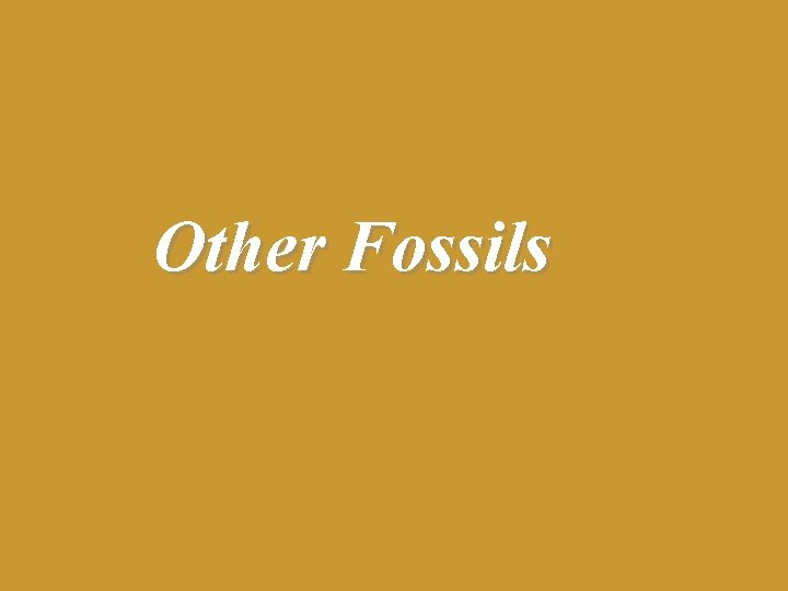 Other Fossils 