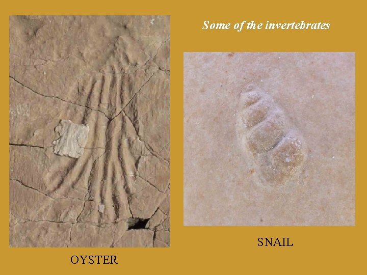 Some of the invertebrates SNAIL OYSTER 