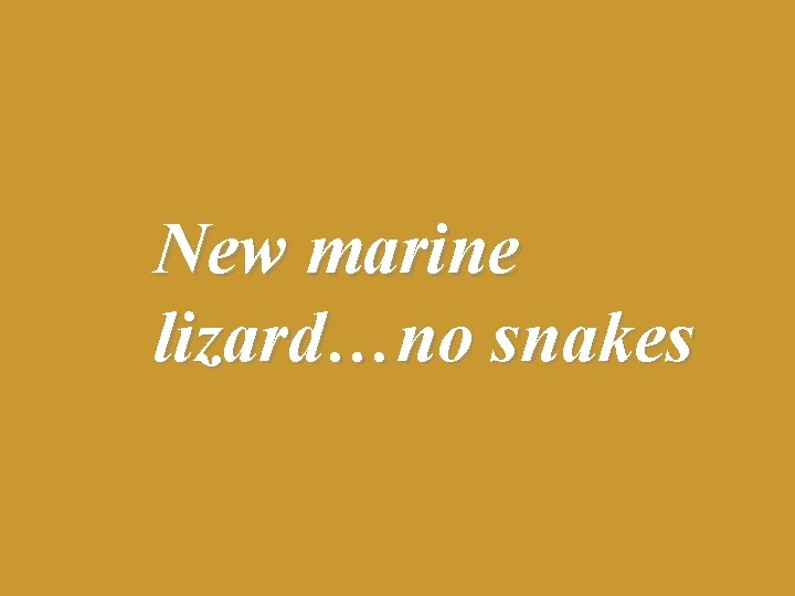 New marine lizard…no snakes 