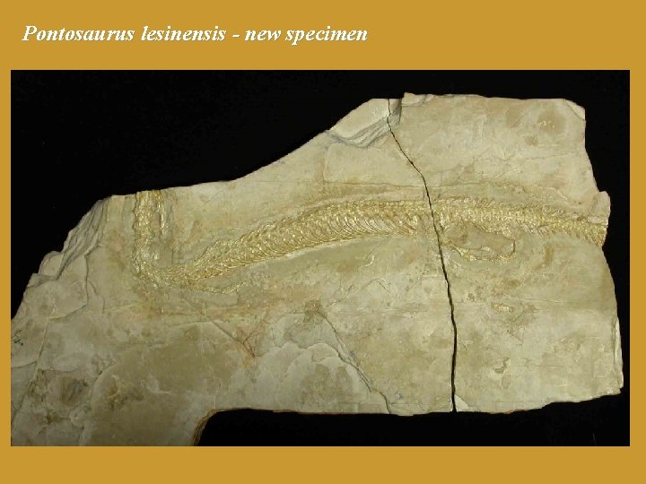 Pontosaurus lesinensis - new specimen 