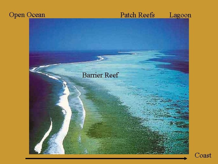Open Ocean Patch Reefs Lagoon Barrier Reef Coast 