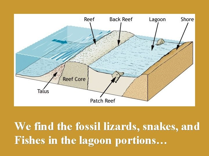 We find the fossil lizards, snakes, and Fishes in the lagoon portions… 