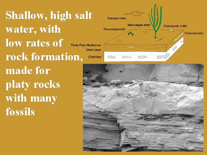 Shallow, high salt water, with low rates of rock formation, made for platy rocks