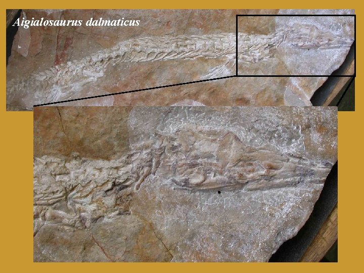 Aigialosaurus dalmaticus 