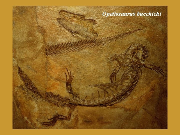 Opetiosaurus bucchichi 