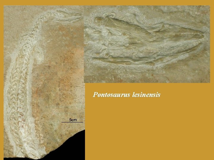 Pontosaurus lesinensis 