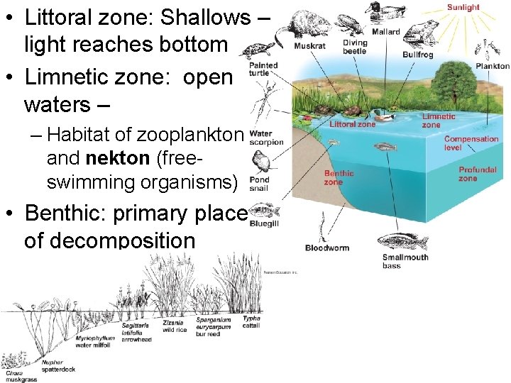  • Littoral zone: Shallows – light reaches bottom • Limnetic zone: open waters