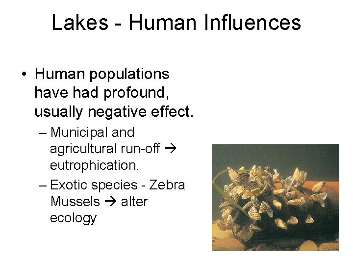 Lakes - Human Influences • Human populations have had profound, usually negative effect. –