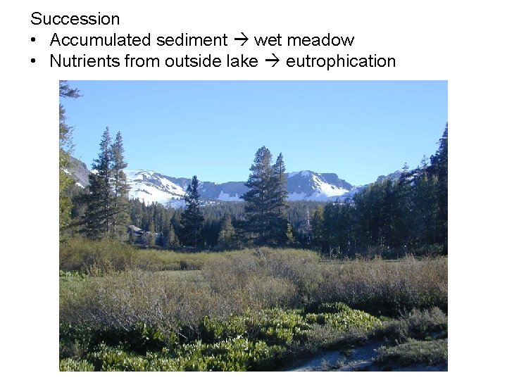 Succession • Accumulated sediment wet meadow • Nutrients from outside lake eutrophication 