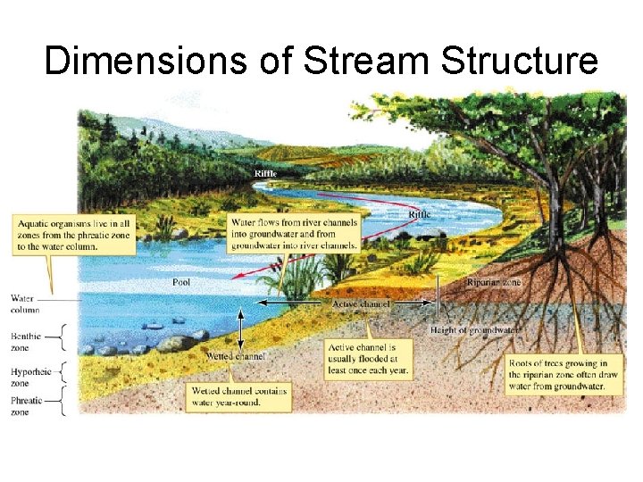 Dimensions of Stream Structure 